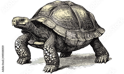 Tortoise Walking Slowly, Hand-drawn Vintage Reptile Illustration, Black Sketch Effect, Antique Wildlife Art, Rustic Animal Wall Decor, Old Engraving Style, Nature Wall Poster