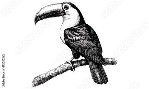 Vintage Tropical Toucan, Rustic Animal Print, Hand-drawn Illustration, Old Engraving Sketch, Black Ink Effect, Exotic Bird Art, Retro Jungle Wildlife, antique bird illustration
