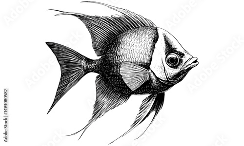 Angelfish Illustration in Retro Style, Vintage Marine Sketch, Hand-Drawn Ocean Animal, Monochrome Sea Life Etching, classic fish artwork, antique sea illustration