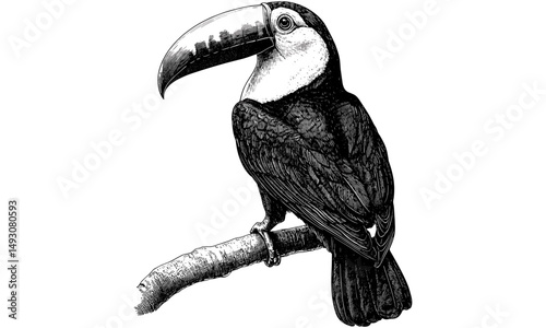 Toucan Sitting on Perch, Hand-drawn Illustration, Old Engraving Style, Exotic Wildlife Art, Vintage Tropical Bird Drawing, Rustic Animal Print, Jungle Bird Sketch, rainforest print
