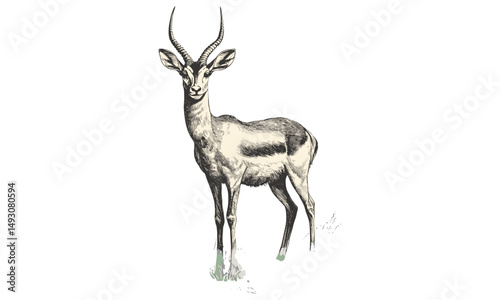 Vintage hand-drawn antelope illustration, monochrome sketch, wildlife art, old engraving style, safari decor, grassland animal, trendy mammal etching, nature wall art