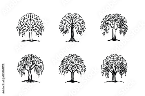 willow tree line art vector illustration
