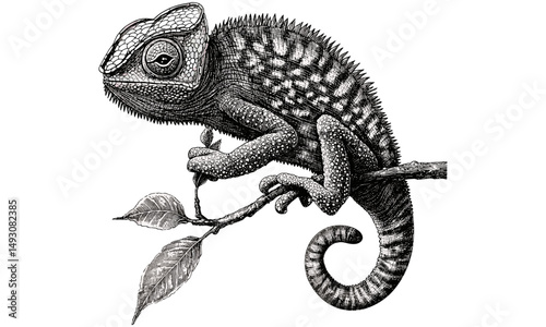 Vintage monochrome chameleon illustration on branch, hand-drawn reptile sketch, old engraving style, wildlife art, exotic animal decor, nature print, natural history art