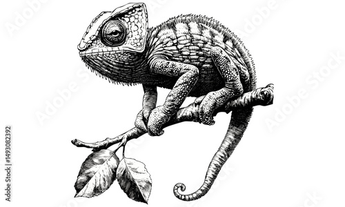 Monochrome chameleon sketch in vintage engraving style, hand-drawn reptile art, exotic wildlife illustration, natural history print, old style animal decor, rustic nature art