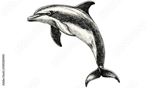 Vintage dolphin illustration, hand-drawn marine mammal, monochrome ocean life art, retro coastal animal sketch, old engraving style, trendy sea decor, nautical wall art, wildlife print