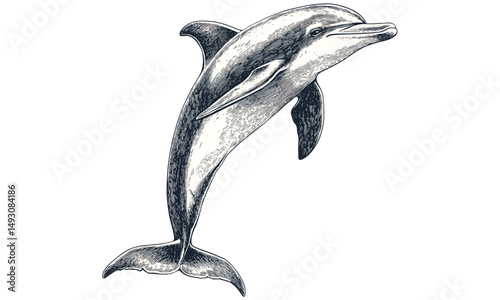 Monochrome dolphin sketch, vintage marine mammal art, retro ocean animal engraving, hand-drawn coastal wildlife, black and white sea life, trendy vintage animal decor, nautical illustration