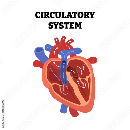 Heart circulatory system, educational medical poster design healthcare scheme, internal organs, cardiovascular disease, heart complication. Labeled cardiovascular system, organ networks.