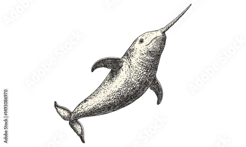 Trendy Narwhal Sketch in Vintage Etching Style, Hand-drawn Marine Mammal, Monochrome Ocean Life Art for Wall Decor, ocean wildlife drawing, classic black ink sea animal print,
