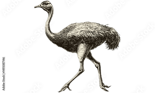 Vintage Etching Style Ostrich Sketch, Wilderness Bird in Desert Scene, Hand-drawn Wildlife Illustration, Nature Wall Decor in Monochrome, boho desert print, minimalist safari artwork