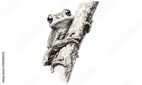 Trendy vintage amphibian illustration, old engraving style tree frog sketch, monochrome wildlife art, hand-drawn nature theme, exotic frog decor, detailed animal etching,