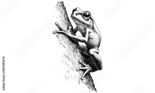 Vintage black sketch of tree frog climbing, hand-drawn amphibian, monochrome wildlife drawing, antique engraving style, nature decor, exotic animal art, rustic wall art,