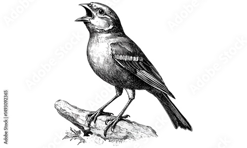 Hand-drawn vintage canary bird, monochrome engraving, retro wildlife illustration, ornithology sketch, trendy nature decor, antique style bird drawing, rustic home art, black line art