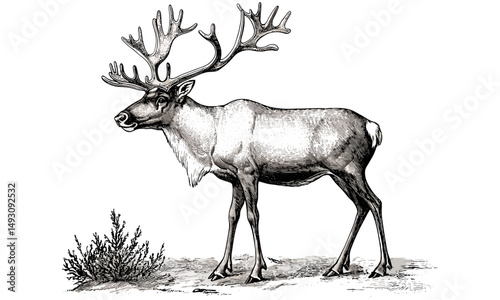Vintage engraving of caribou with antlers, rustic etching style animal art print, hand-drawn tundra wildlife illustration, monochrome nature drawing, retro mammal sketch, trendy wildlife decor