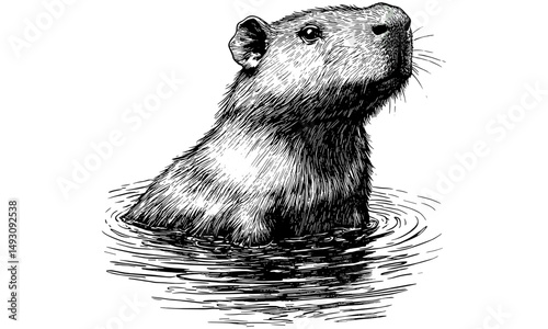Capybara in Water Vintage Engraving, Monochrome Rodent Sketch, Hand-drawn Wildlife Drawing, Old Black Sketch Style, Unique Nature Illustration, Rustic Animal Decor, Trendy Etching
