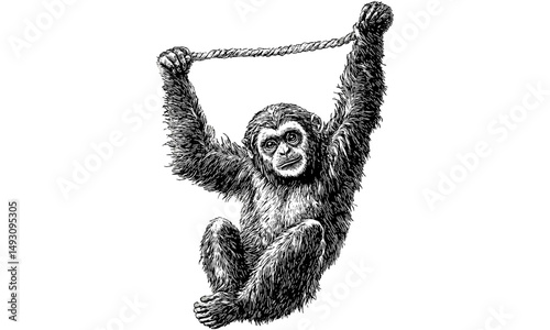 Detailed Fauna Illustration Vintage Engraving, Gibbon Swinging from Tree, Retro Wildlife Etching, Monochrome Mammal Line Art, Rustic Jungle Print, Antique Nature Drawing, black sketch
