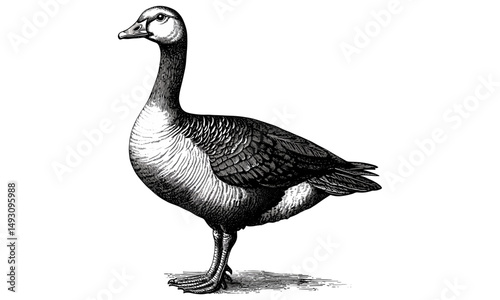 Hand-drawn vintage farm bird illustration, goose standing alert, monochrome engraving, rustic wildlife print, black sketch, trendy vintage style, feathered animal art, antique nature drawing