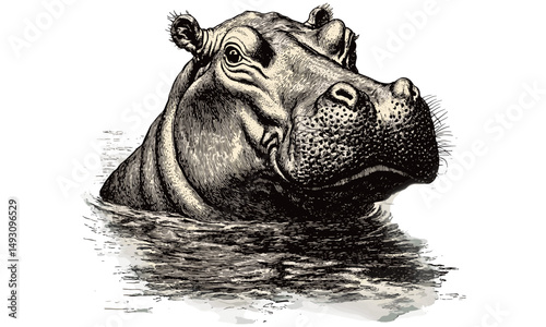 Retro Etching of Hippopotamus in Water, Vintage Monochrome Wildlife Sketch, Hand-drawn Mammal Art Print, Old Engraving Style Animal Illustration, rustic zoo nursery wall art