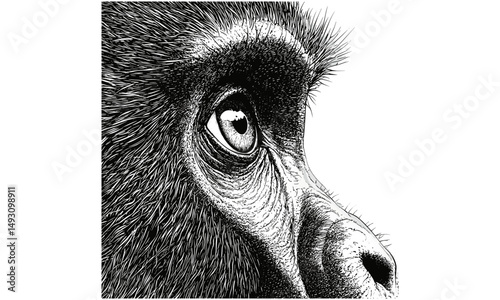 Hand-drawn Vintage Mandrill Engraving, Old Style Primate Portrait, Monochrome Wildlife Sketch, Jungle Animal Art, Trendy Rustic Illustration, Exotic Animal Decor