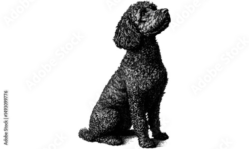 Vintage Poodle Dog Sitting Engraving, Hand-drawn Monochrome Pet Sketch, Antique Etching Style, Black Ink Animal Illustration, Retro Home Decor, Classic Breed Print