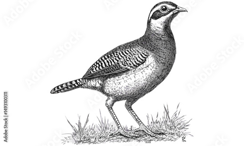 Vintage quail bird engraving, hand-drawn gamebird sketch, monochrome wildlife illustration, antique etching style, woodland decor art, old black sketch, rustic nature art