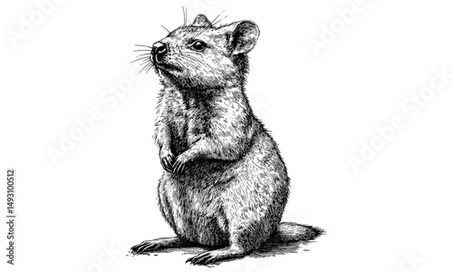 Vintage rustic quokka illustration, hand-drawn Australian mammal engraving, retro monochrome wildlife sketch, etching style animal print, old engraving style, trendy nature art, wildlife drawing