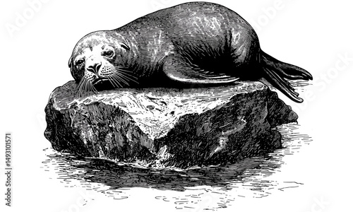 Antique vintage engraving of sea lion on rocks, hand-drawn marine mammal sketch, retro ocean wildlife illustration, nautical monochrome etching, old engraving style, trendy ocean art print
