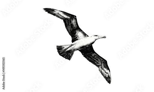 Vintage Albatross Drawing, Hand-drawn Bird Illustration, Monochrome Ocean Wildlife, Ornithology Etching, Rustic Animal Sketch, Antique Seabird Art Print,