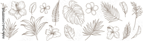 Collection of tropical flowers, branches and leaves. Hand drawn line art exotic plants. Vector elegant botanical illustration, sketch