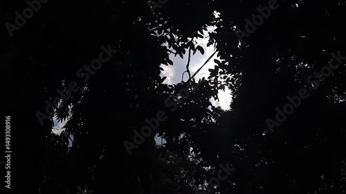 sunlight from between the leaves of the trees