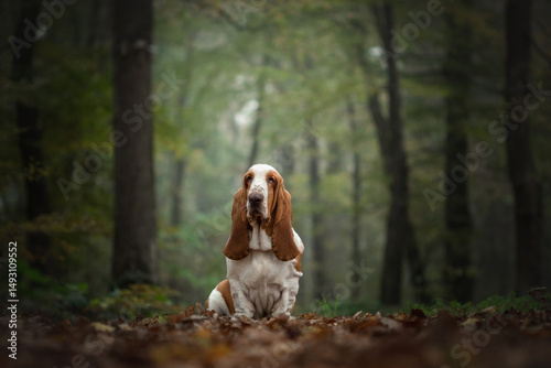 Basset hound sitting gracefully in a serene forest during early morning light