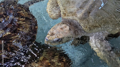 Closeup of sea turtles in pool at turtle rehabilitation centre in Bali Indonesia