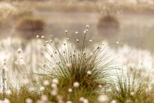 Clump of cotton grass (Eriophorum species), green needle-like leaves and delicate white, fluffy flower heads with water in background. The cotton like tufts sit atop tall, slender stems.
