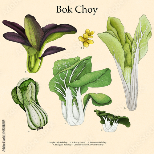 Bok choy Family encyclopedia poster with paper texture 