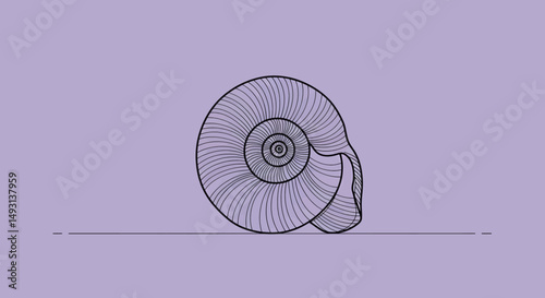 Line Art Illustration Of A Spiral Shell