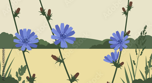 Pastel Blue Chicory Flowers In Field Illustration