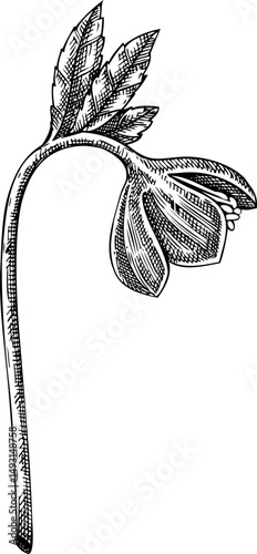 Black hellebore plant sketch. Poisonous plant hand-drawn vector illustration. Witchcraft design elements. NOT AI generated