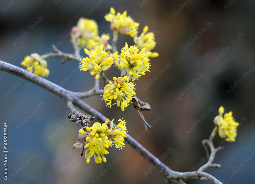 In nature, cornel is real (Cornus mas) blooms In nature, cornel is real (Cornus mas) blooms