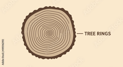 Tree Rings Cross Section Illustration