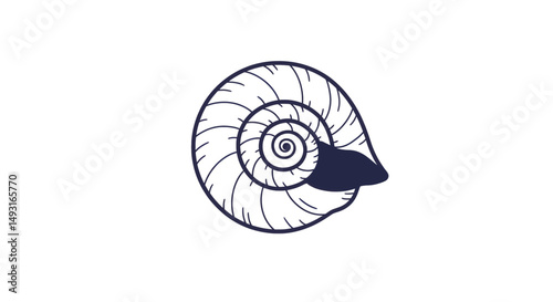Detailed Spiral Shell Drawing Illustration