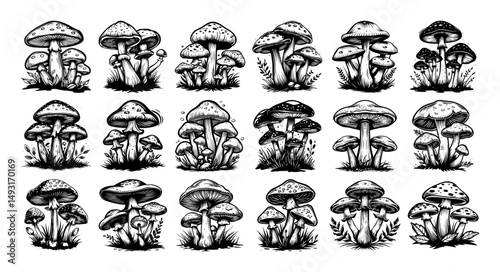 forest mushrooms collection sketch engraving black vector