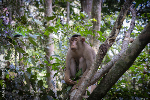 Canvas Print Pig tailed macaque mouth @ Bukit Lawang, Indonesia
