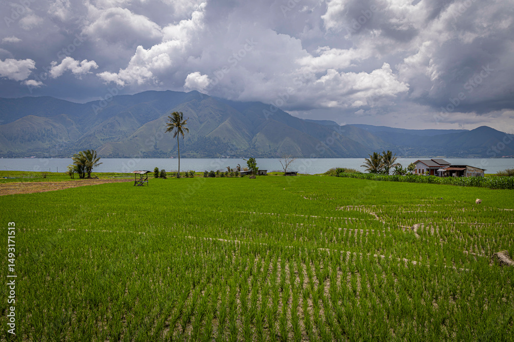 Fototapeta premium Rice fields @ Lake Toba, Indonesia