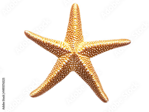 a starfish with white dots