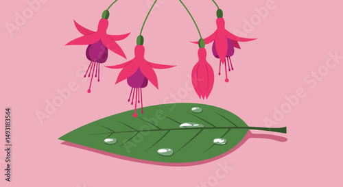 Pink And Purple Fuchsia Flowers On A Green Leaf Against A Pink Background
