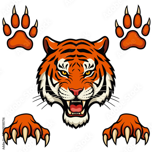 Vector illustration of a roaring tiger head with sharp fangs, alongside front and bottom views of tiger paws with claws.