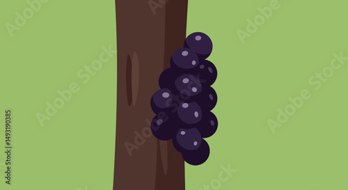 Dark Purple Berries Cluster On Brown Tree Branch