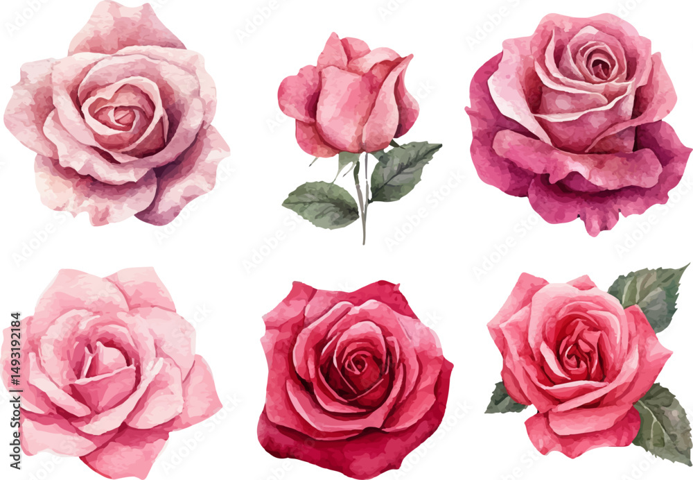Fototapeta premium pink roses isolated on white