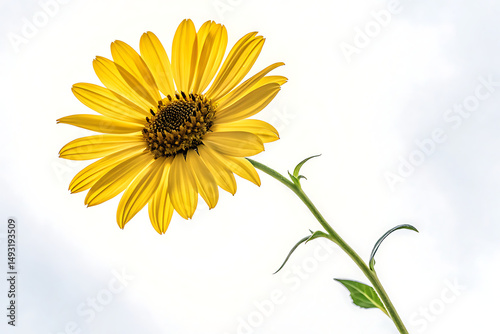 Yellow sunflower Common sunflower A of the sunny flower Arranging sunflower white Background Ai generate.