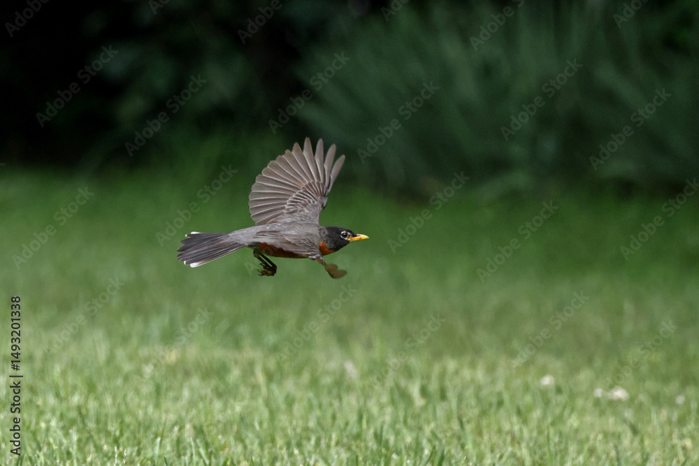 Fototapeta premium American robin inflight against dark blurry background. 