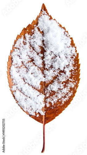 snow-covered brown autumn leaf isolated on white background, macro shot of dry leaf with fresh winter snowflakes, realistic winter nature detail
 photo